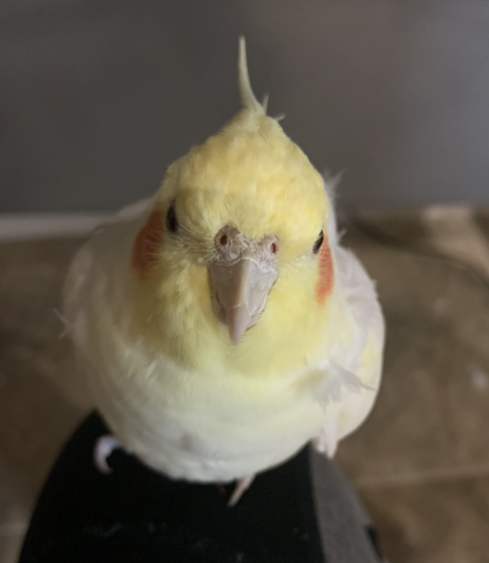 Moments Dream with Birds