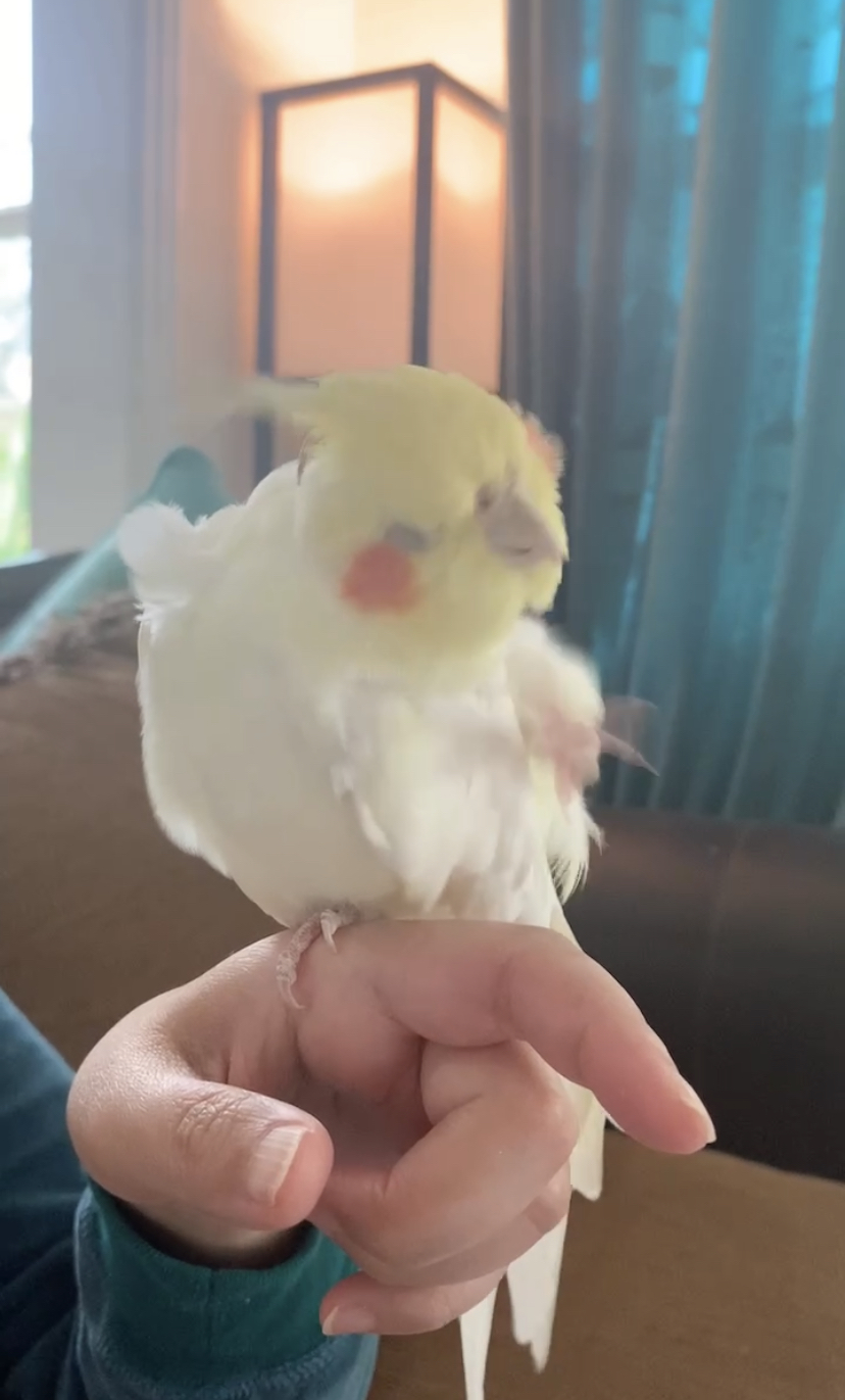 Moments Dream with Birds