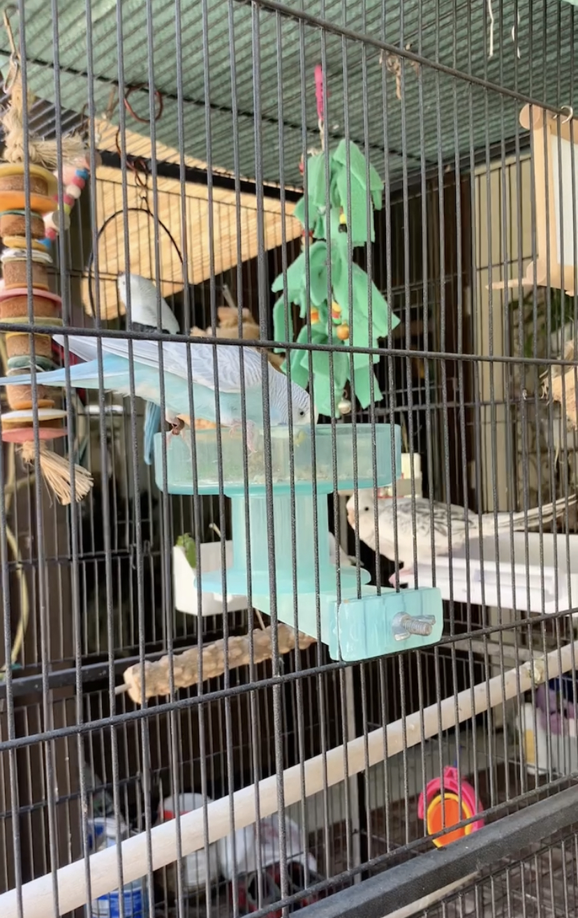 Moments Dream with Birds