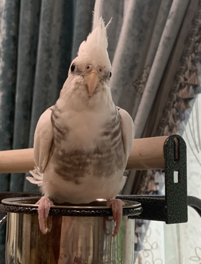 Moments Dream with Birds