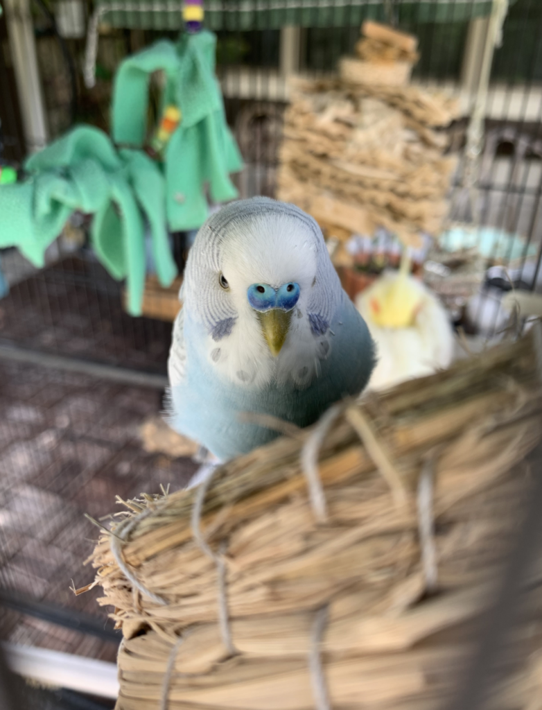 Moments Dream with Birds